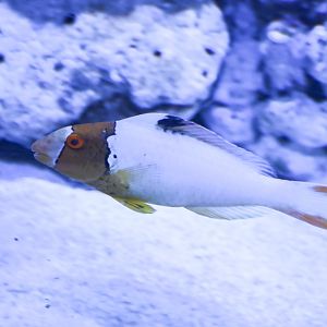 Spotted Parrotfish (juvenile)