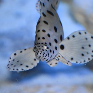 Barramundi Cod / Humpback Grouper