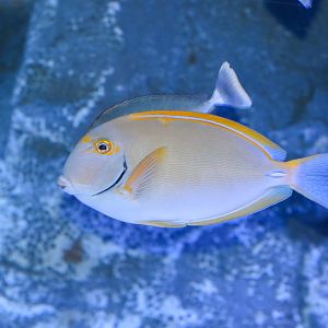 Eyestripe Surgeonfish