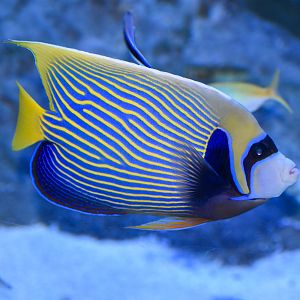 Emperor Angelfish
