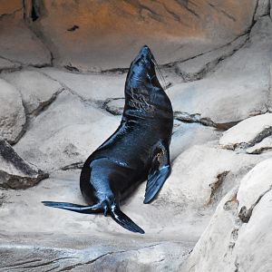 Long-nosed Fur Seal