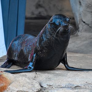 Long-nosed Fur Seal