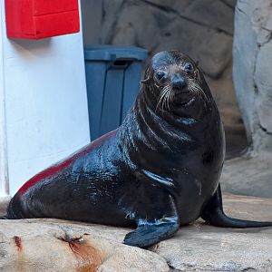 Long-nosed Fur Seal