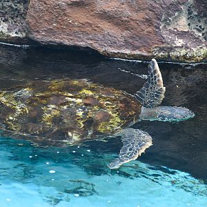 Green Sea Turtle
