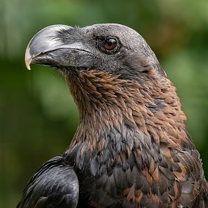White-necked raven (Corvus albicollis)