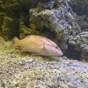 coral grouper (cephalopholis miniata)