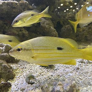 bigeye snapper (lutjanus lutjanus)
