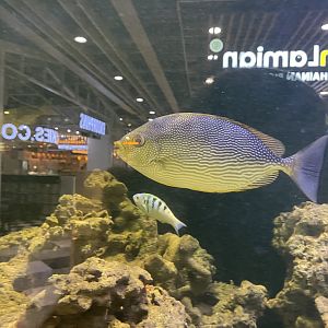 streaked spinefoot (siganus javus)