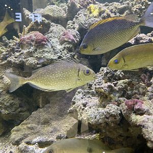 streaked spinefoot (siganus javus) & pinspotted spinefoot (siganus fuscescens)