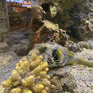 reticulated puffer (arothron reticularis)
