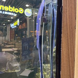 live sharksucker (echeneis naucrates)