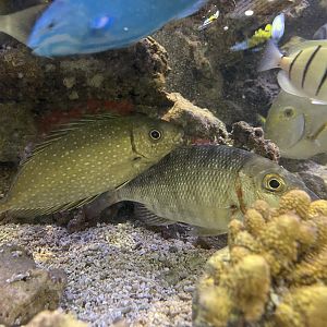 pinspotted spinefoot (siganus fuscescens) & redspot emperor (lethrinus lentjan)