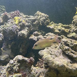 blue-lined large-eye bream (gymnocranius grandoculis)