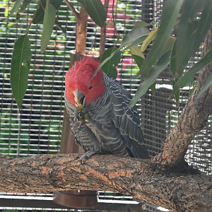 Gang-gang Cockatoo