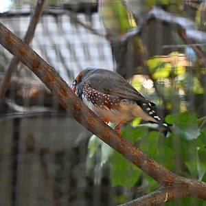 Australian Zebra Finch