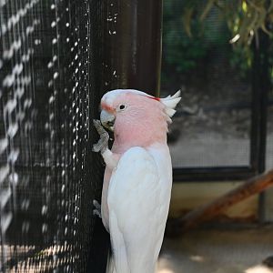 Pink Cockatoo