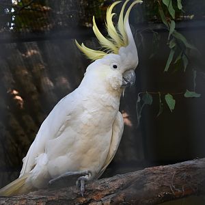 Sulphur-crested Cockatoo