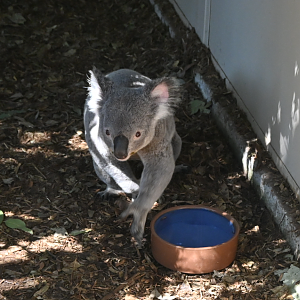 Queensland Koala