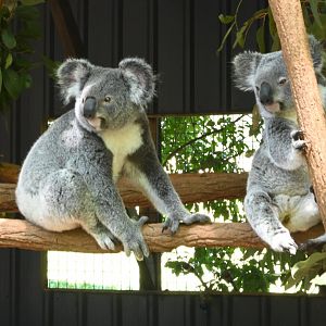 Queensland Koala