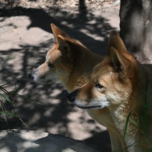 Dingo