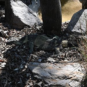 Lace Monitor (Bell's form)