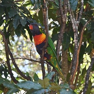 Rainbow Lorikeet - wild