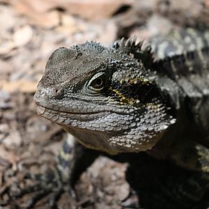 Eastern Water Dragon - wild