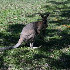 Red-necked Wallaby