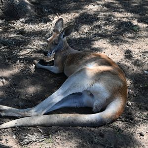 Red Kangaroo
