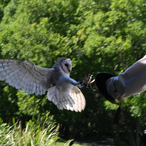 Eastern Barn Owl