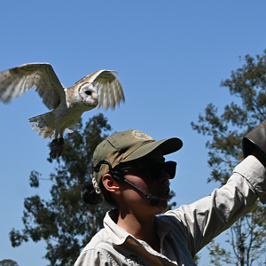 Eastern Barn Owl