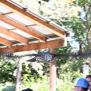 Barking Owl