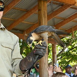Australian Peregrine Falcon