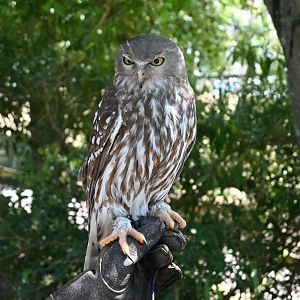 Barking Owl