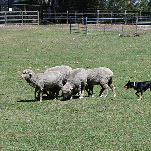Domestic Sheep and Australian Sheep Dog