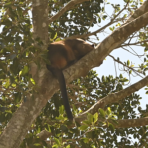 Lumholtz' Tree-Kangaroo