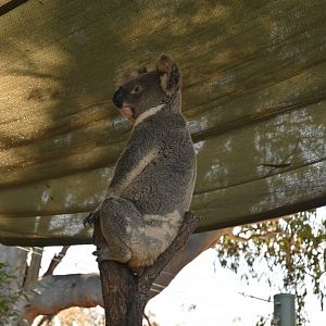 Queensland Koala