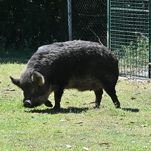 Domestic Pig