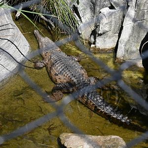 Freshwater Crocodile