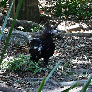Wedge-tailed Eagle