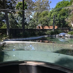 Estuarine Crocodile viewing