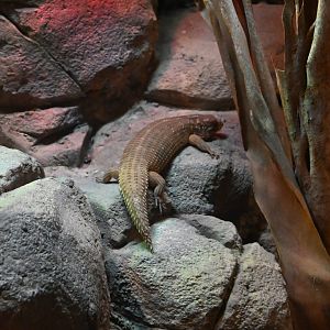 Hosmer's Skink
