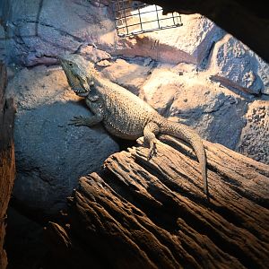 Central Bearded Dragon