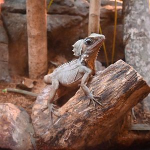 Boyd's Forest Dragon