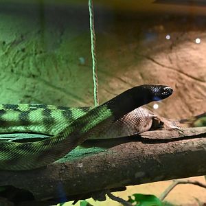 Black-headed Python