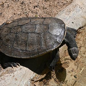 Mary River Turtle