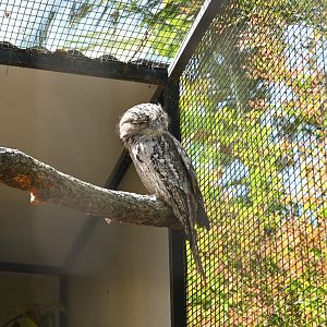 Tawny Frogmouth