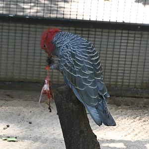 Gang-gang Cockatoo eating a mouse
