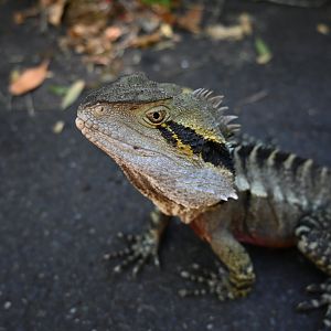 Eastern Water Dragon - wild
