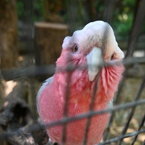 Galah
